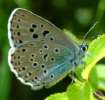 Schmetterlinge:
                                    Quendel-Ameisenbluling /
                                    Arion-Bluling Unterseite