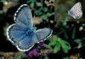 Schmetterlinge: Quendelbluling
                                    mnnlich