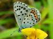 Schmetterlinge: Quendelbluling
                                    Unterseite