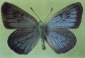 Schmetterlinge: Schwarzblauer
                                    Ameisenbluling mnnlich