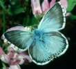 Schmetterlinge: Silberbluling
                                    mnnlich