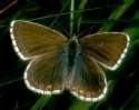 Schmetterlinge: Silberbluling
                                    weiblich