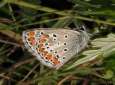Schmetterlinge:
                                    Sonnenrschen-Bluling Unterseite
                                    (aricia agestis)