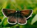 Schmetterlinge:
                                    Sonnenrschen-Bluling (aricia
                                    artaxerxes)