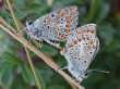 Schmetterlinge:
                                    Sonnenrschen-Bluling Unterseiten
                                    (aricia artaxerxes) mnnlich und
                                    weiblich