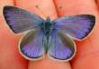Schmetterlinge:
                                    Steinklee-Bluling mnnlich