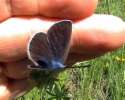 Schmetterlinge:
                                    Steinklee-Bluling weiblich