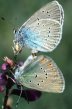 Schmetterlinge:
                                    Steinklee-Bluling, Unterseiten
                                    mnnlich und weiblich