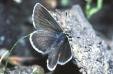 Schmetterlinge:
                                    Storchenschnabel-Bluling mnnlich
