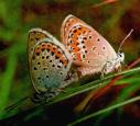 Schmetterlinge:
                                    Storchenschnabel-Bluling,
                                    Unterseiten mnnlich und weiblich