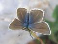 Schmetterlinge:
                                    Streifenbluling weiblich