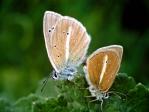 Schmetterlinge:
                                    Streifenbluling, Unterseiten
                                    mnnlich und weiblich