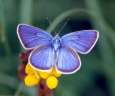 Schmetterlinge: Violetter
                                    Waldbluling mnnlich