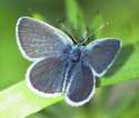 Schmetterlinge: Winziger
                                    Bluling mnnlich