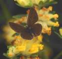 Schmetterlinge: Winziger
                                    Bluling weiblich