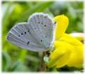 Schmetterlinge: Winziger
                                    Bluling Unterseite