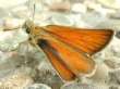 Schmetterlinge: Braunkolbiger
                                    Braundickkopffalter weiblich
