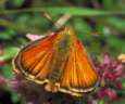 Schmetterlinge: Braunkolbiger
                                    Braundickkopffalter mnnlich
