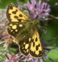 Schmetterlinge:
                                    Gold-Dickkopffalter weiblich