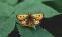 Schmetterlinge:
                                    Gold-Dickkopffalter mnnlich