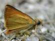 Schmetterlinge:
                                    Mattscheckiger Braundickkopffalter,
                                    Unterseite weiblich