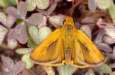 Schmetterlinge:
                                    Mattscheckiger Braundickkopffalter
                                    mnnlich