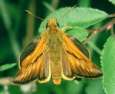 Schmetterlinge: Rostfarbener
                                    Dickkopffalter (ochlodes venatus),
                                    mnnlich