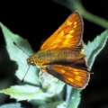 Schmetterlinge: Rostfarbener
                                    Dickkopffalter (ochlodes venatus),
                                    weiblich