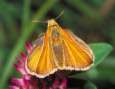 Schmetterlinge:
                                    Schwarzkolbiger Braundickkopf