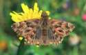 Schmetterlinge:
                                    Malven-Dickkopffalter