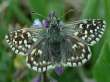 Schmetterlinge:
                                    Gewhnlicher Puzzlefalter / Kleiner
                                    Dickkopffalter
