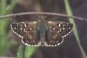 Schmetterlinge:
                                    Schwarzbrauner Wrfeldickkopf
                                    (pyrgus serratulae)