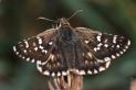 Schmetterlinge:
                                    Sptsommer-Puzzlefalter (pyrgus
                                    cirsii)