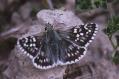 Schmetterlinge:
                                    Steppenheiden-Puzzlefalter (pyrgus
                                    carthami), mnnlich