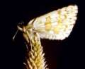 Schmetterlinge:
                                    Steppenheiden-Puzzlefalter (pyrgus
                                    carthami), Unterseite
