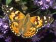 Schmetterlinge: Distelfalter
                                    orange