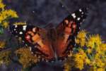 Schmetterlinge: Distelfalter
                                    orangerot