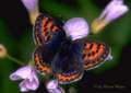 Schmetterlinge:
                                    Blauschillernder Feuerfalter
                                    weiblich