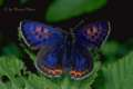 Schmetterlinge:
                                    Blauschillernder Feuerfalter
                                    mnnlich
