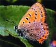 Schmetterlinge: Blauschillernder Feuerfalter
                Unterseite