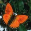 Schmetterlinge:
                                    Dukatenfalter mnnlich