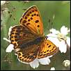 Schmetterlinge:
                                    Dukatenfalter weiblich