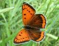 Schmetterlinge: Grosser
                                    Feuerfalter weiblich