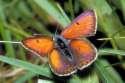 Schmetterlinge:
                                    Lilagold-Feuerfalter mnnlich
