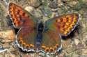 Schmetterlinge:
                                    Schwefelvgelchen weiblich