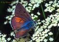 Schmetterlinge:
                                    Violettsilberfalter / Violetter
                                    Feuerfalter mnnlich