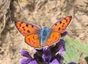 Schmetterlinge:
                                    Violettsilberfalter / Violetter
                                    Feuerfalter weiblich