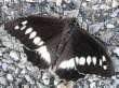Schmetterlinge:
                                    Hipparchia-Falter: Weisser
                                    Waldportier