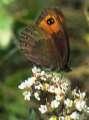 Schmetterlinge: Moorenfalter:
                                    Gelbbindiger Moorenfalter,
                                    Unterseite