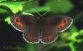 Schmetterlinge: Moorenfalter:
                                    Frhlingsmoorenfalter